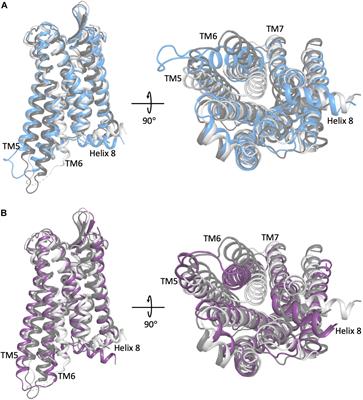 Insights From Molecular Dynamics Simulations of a Number of G-Protein Coupled Receptor Targets for the Treatment of Pain and Opioid Use Disorders